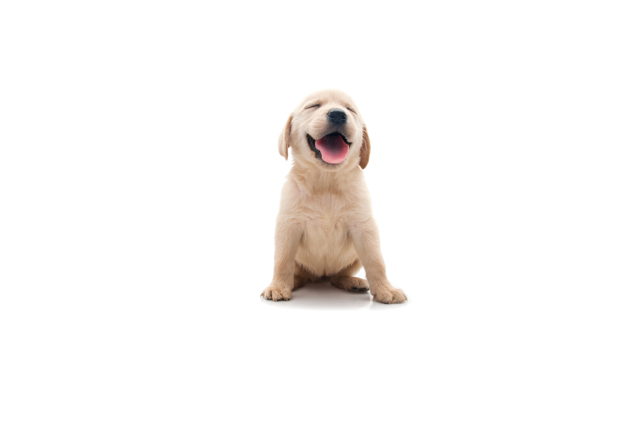 Var du kan skaffa hund