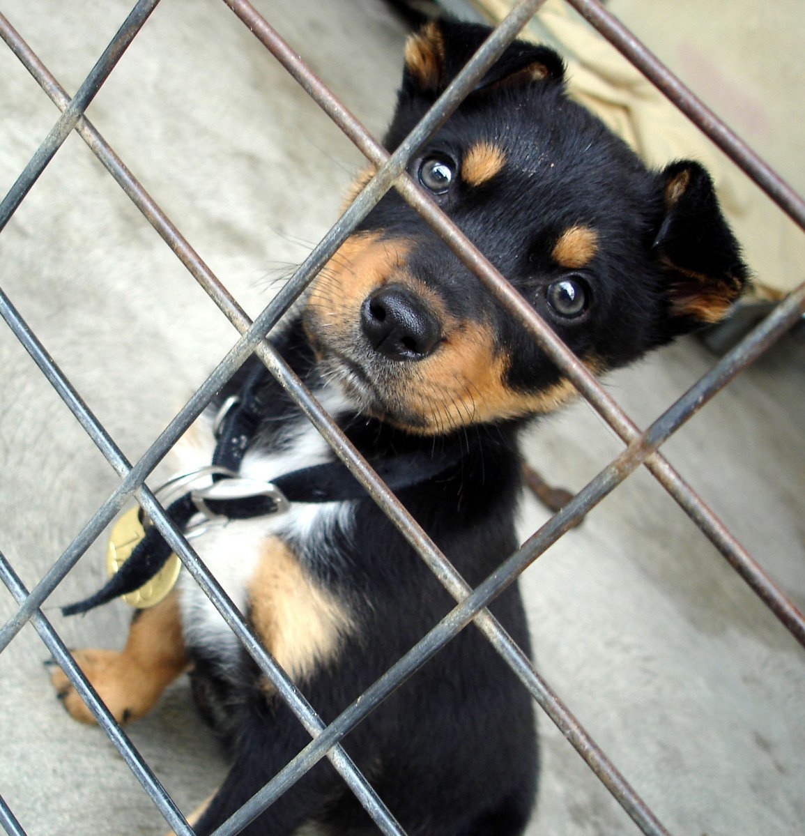 Skaffa hund från kennel eller hundgård