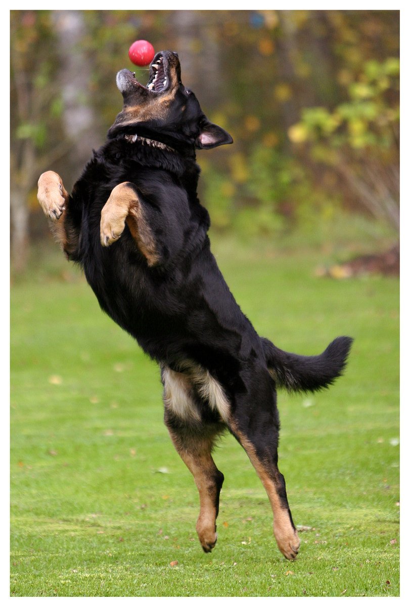 Lagar och regler som gäller hundägare