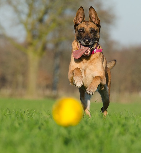 Den sportsliga hunden