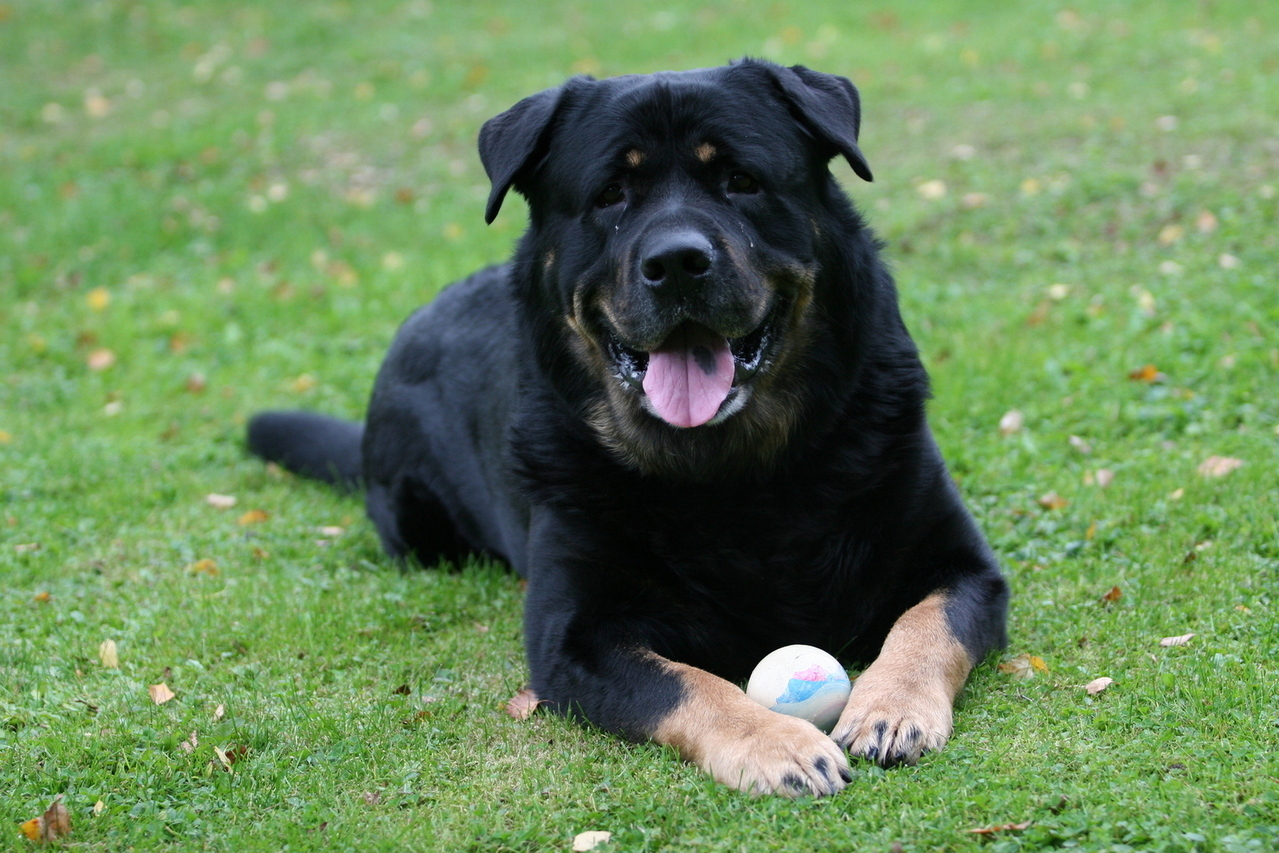 Hundstallet
