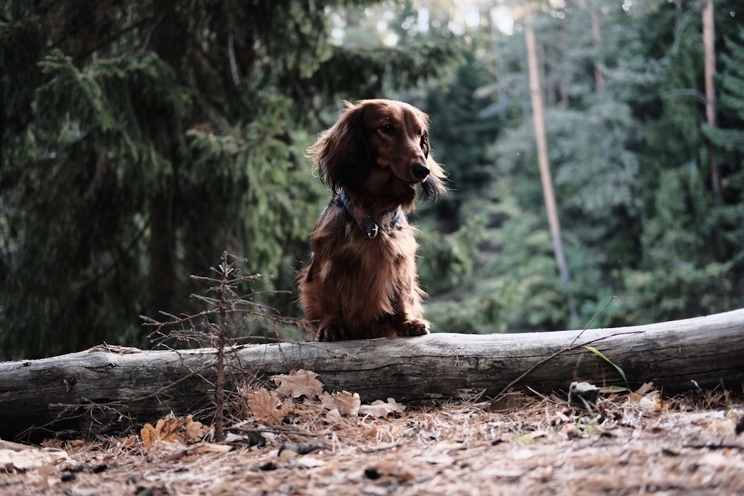 Brun fågelhund sitter lugnt bakom en fallen trädstam i skogen