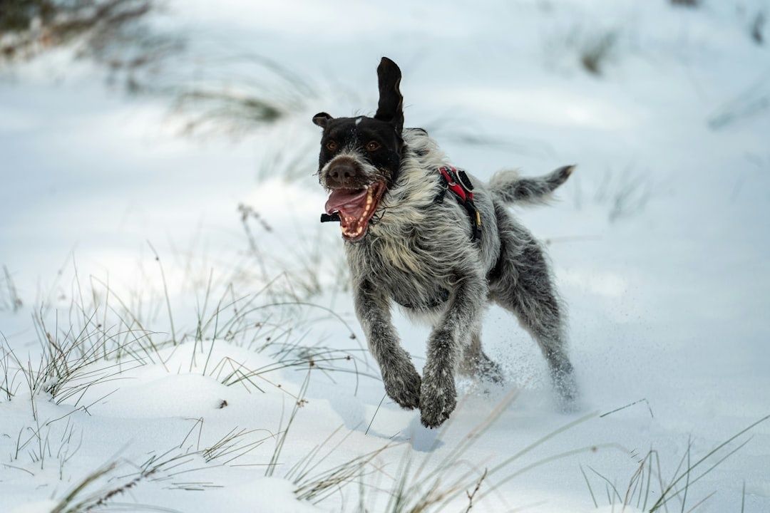 Hund springer genom djup snö med sele och synliga tassar