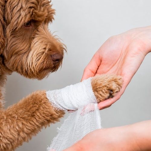 Hund får en tass omlindad med bandage som första hjälpen